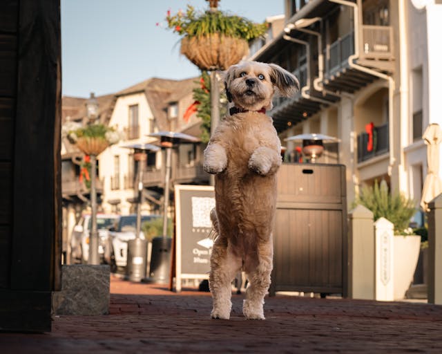 Dog-Friendly Living in Goshen CA