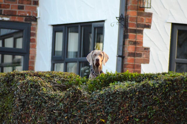 Dog-Friendly Neighborhoods in Tulare CA
